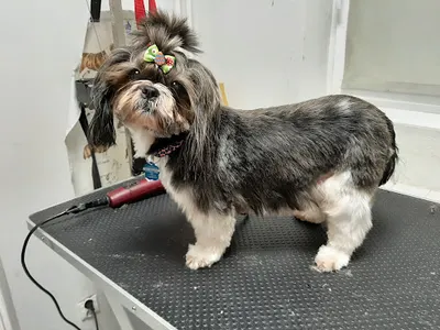 Psi Fryzjer ,strzyżenie psów, strzyżenie kotów, koci fryzjer, duże rasy, groomer